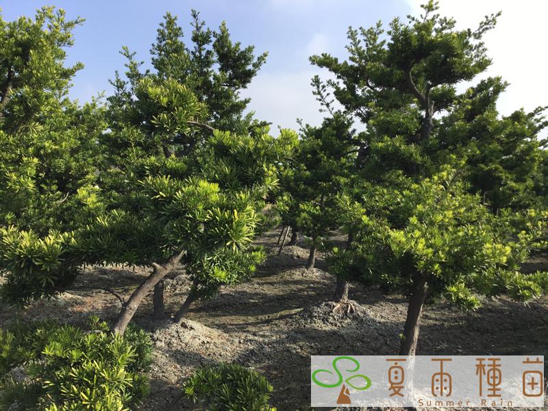 夏雨種苗—羅漢松