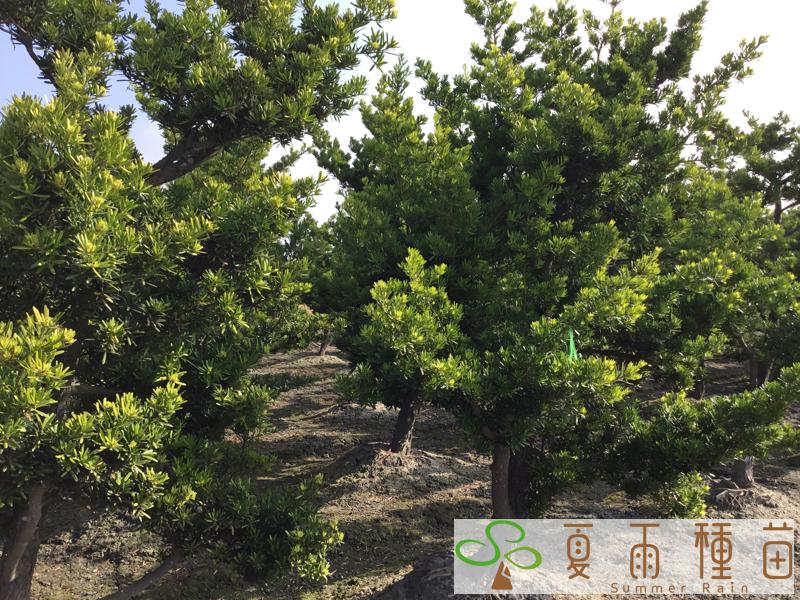 夏雨種苗—羅漢松