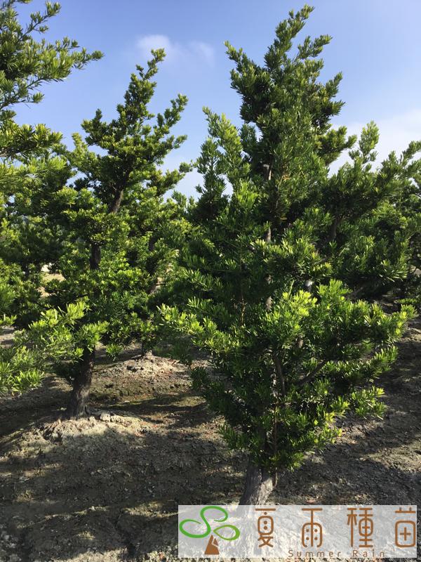 夏雨種苗—羅漢松