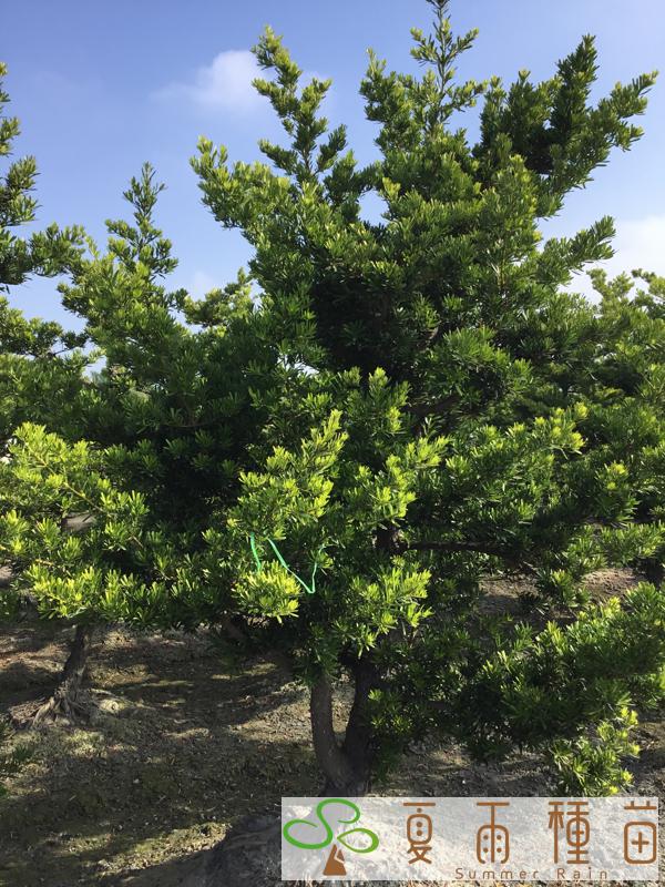 夏雨種苗—羅漢松
