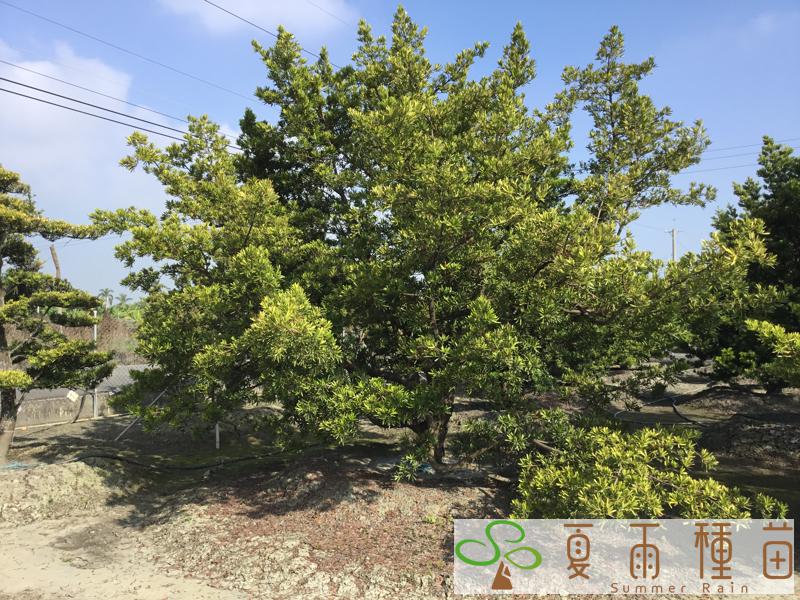 夏雨種苗—羅漢松