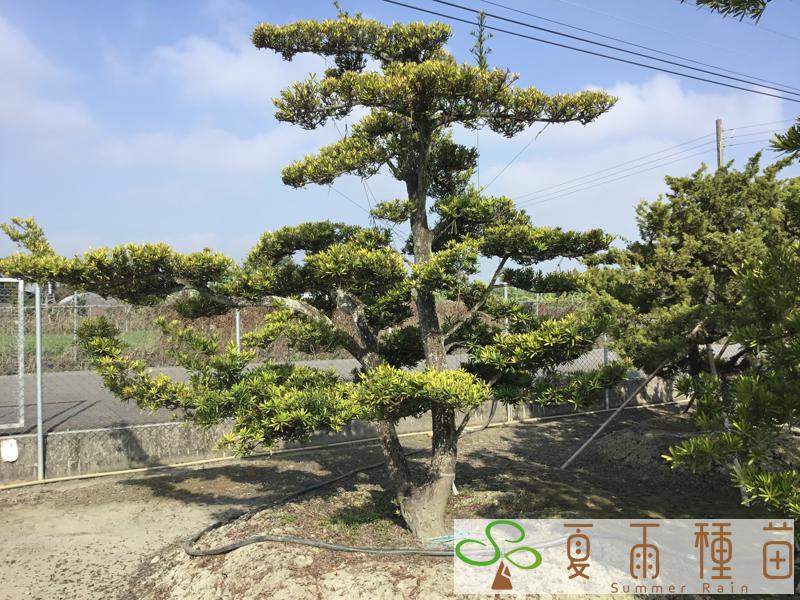 夏雨種苗—羅漢松