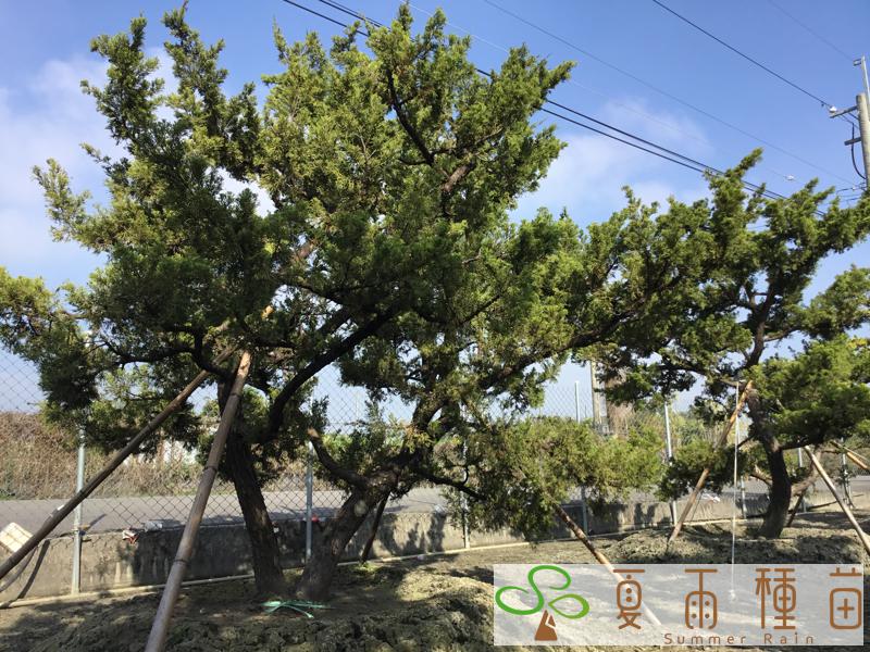 夏雨種苗—羅漢松
