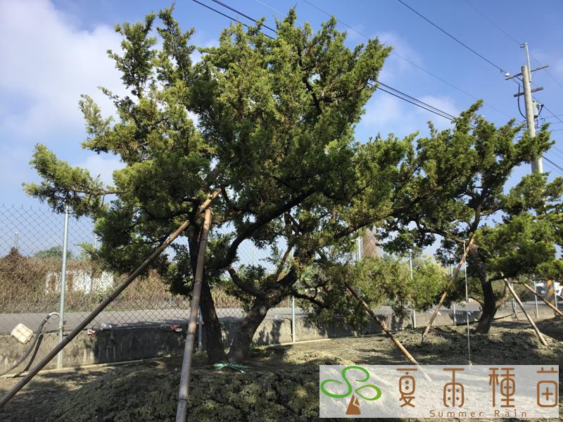 夏雨種苗—羅漢松