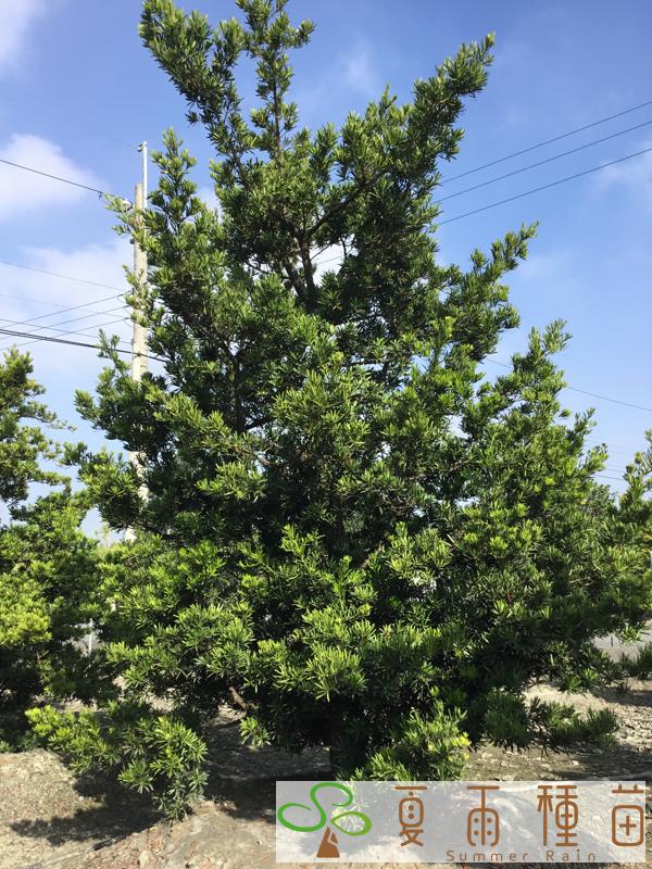 夏雨種苗—羅漢松