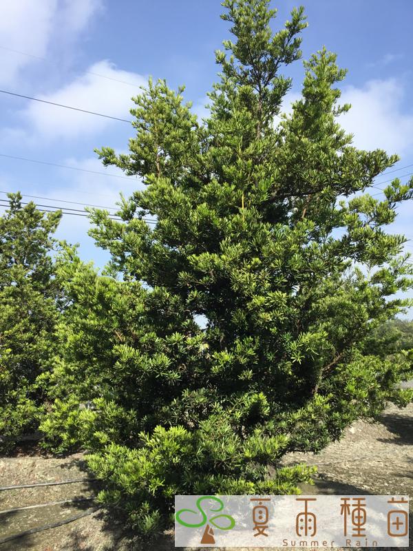 夏雨種苗—羅漢松