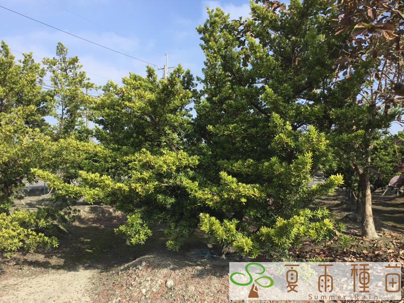 夏雨種苗—羅漢松