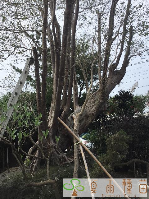 夏雨種苗—紫薇