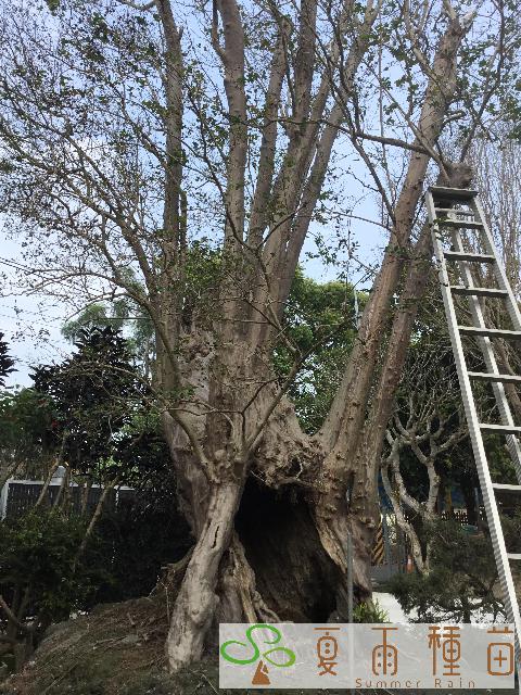 夏雨種苗—紫薇