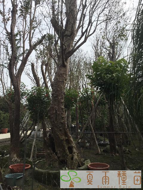 夏雨種苗—紫薇