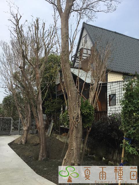 夏雨種苗—紫薇