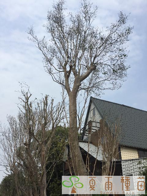 夏雨種苗—紫薇