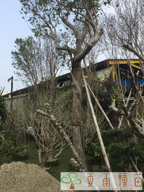 夏雨種苗—紫薇