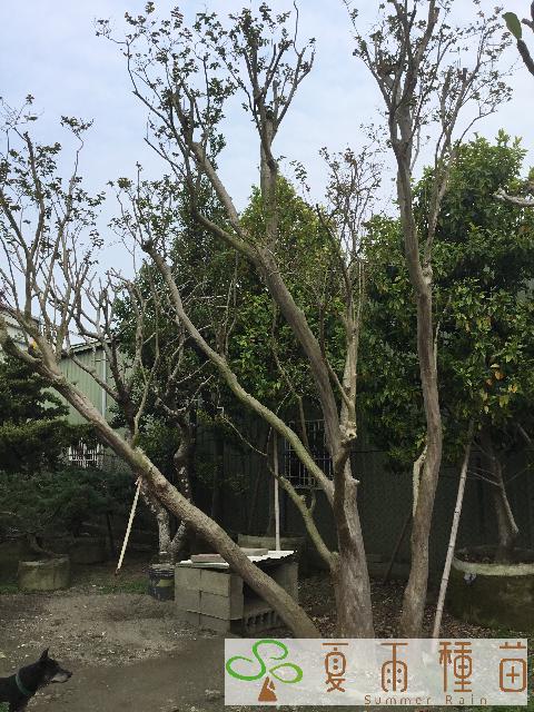 夏雨種苗—紫薇