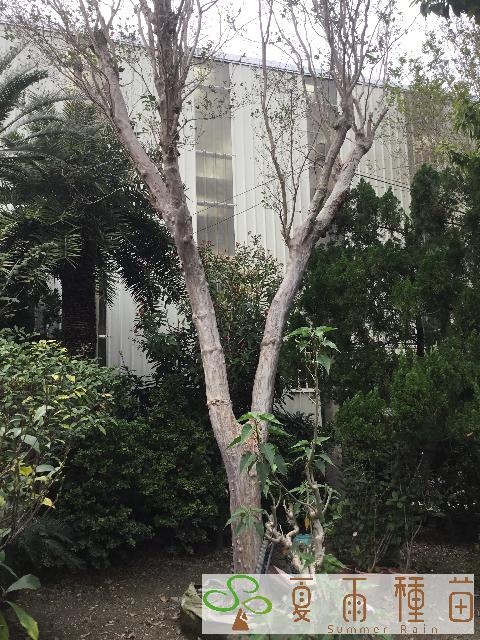 夏雨種苗—紫薇