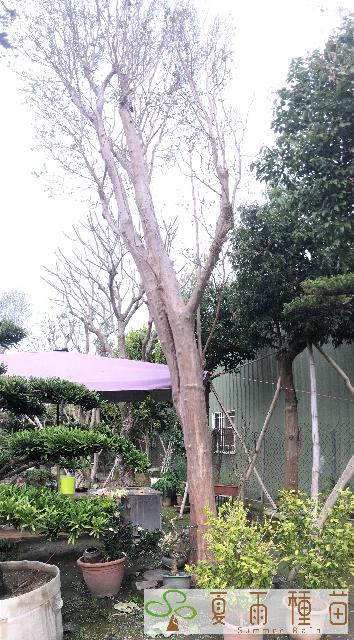 夏雨種苗—紫薇