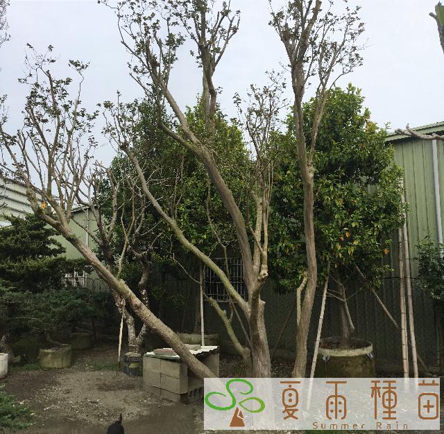 夏雨種苗—紫薇