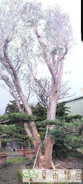 夏雨種苗—紫薇