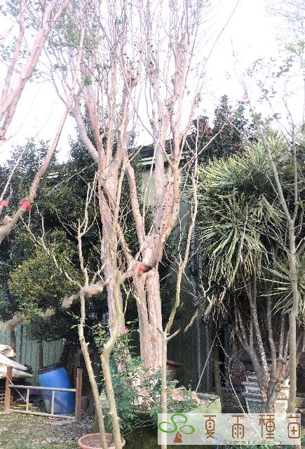 夏雨種苗—紫薇