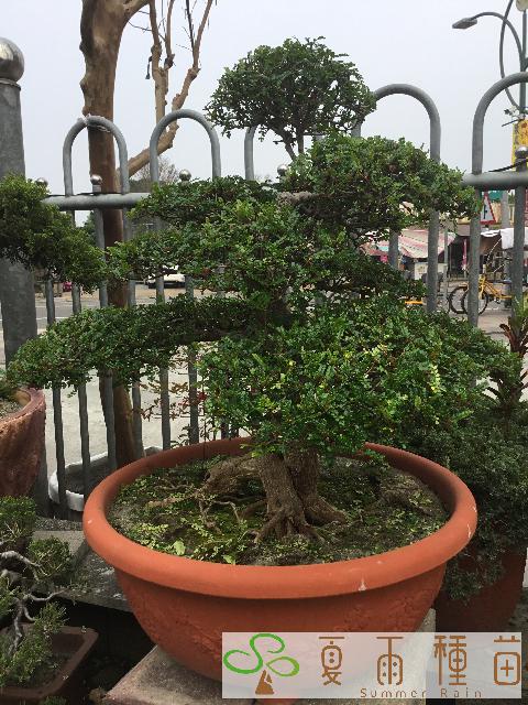 夏雨種苗—楓港柿