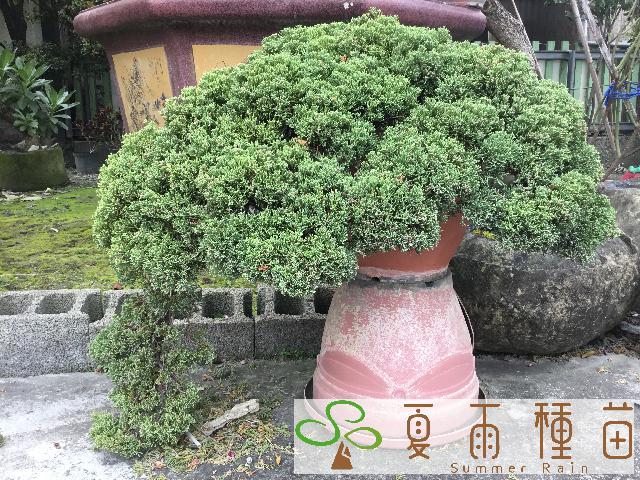 夏雨種苗—偃柏