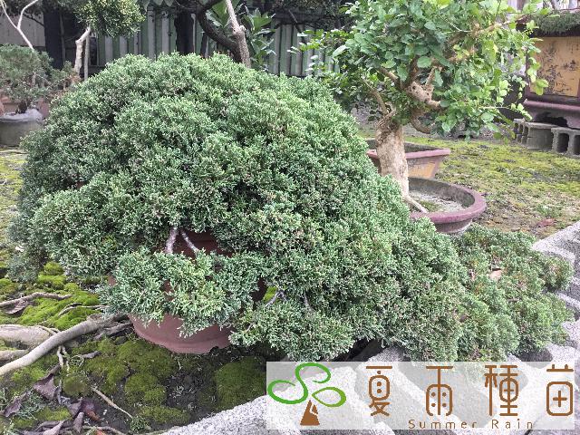 夏雨種苗—偃柏