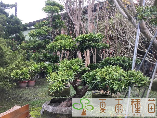 夏雨種苗—蘭嶼羅漢松