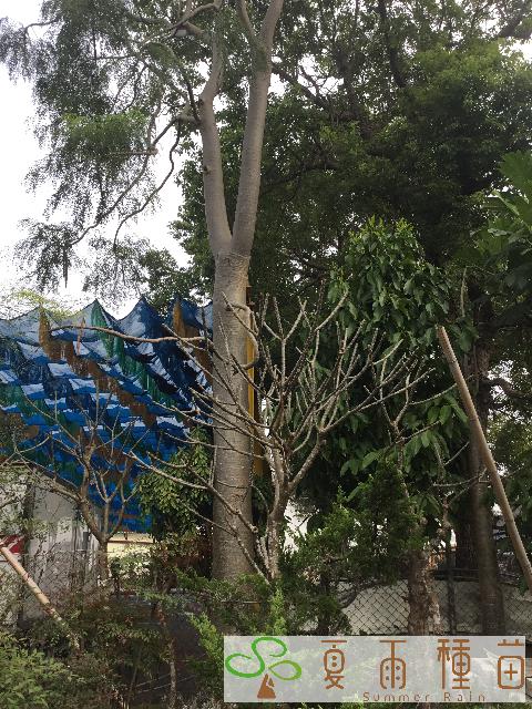 夏雨種苗—象腳樹