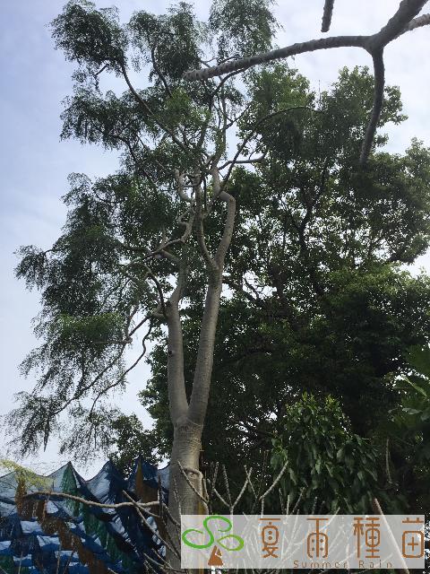 夏雨種苗—象腳樹