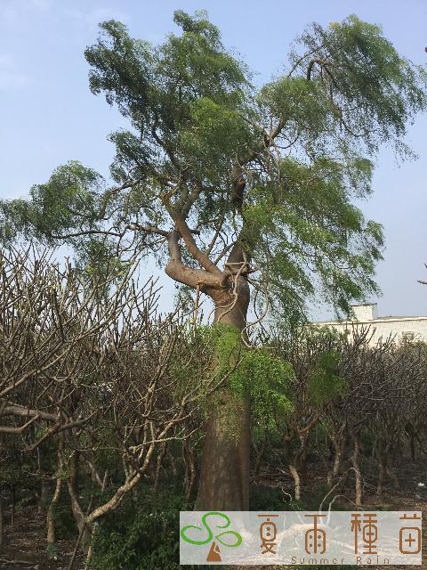 夏雨種苗—象腳樹
