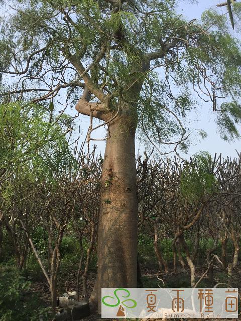 夏雨種苗—象腳樹