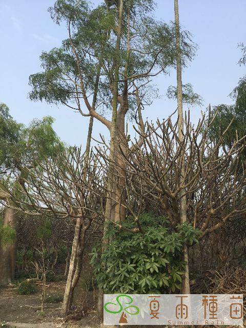 夏雨種苗—象腳樹