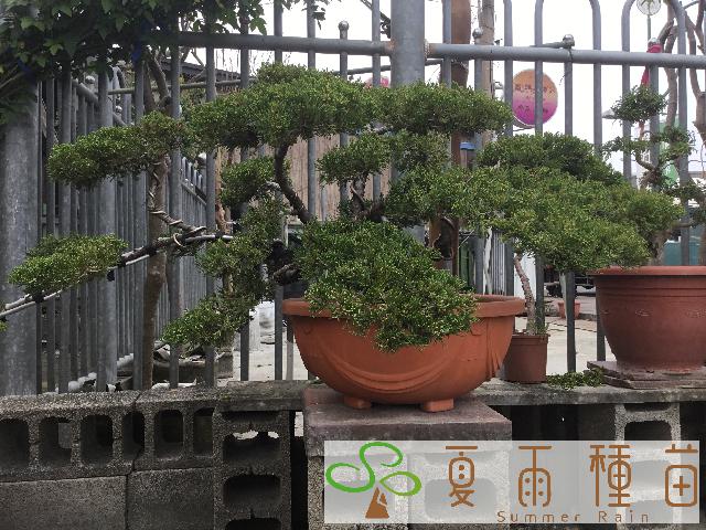 夏雨種苗—黃楊