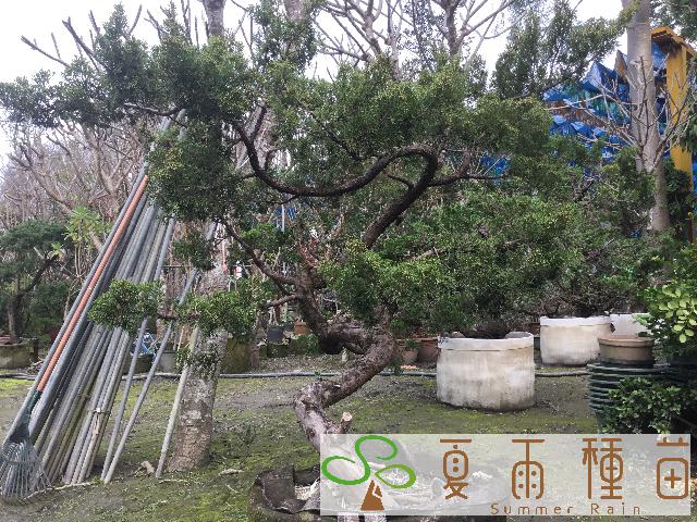 夏雨種苗—真柏