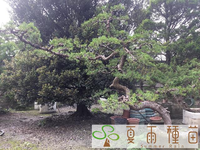 夏雨種苗—真柏