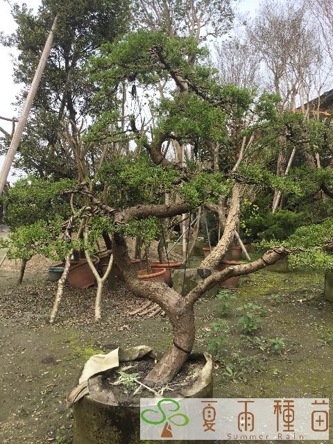 夏雨種苗—真柏