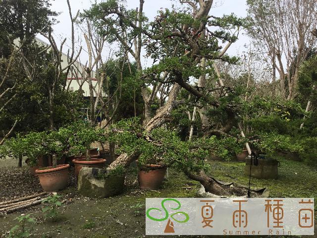 夏雨種苗—真柏