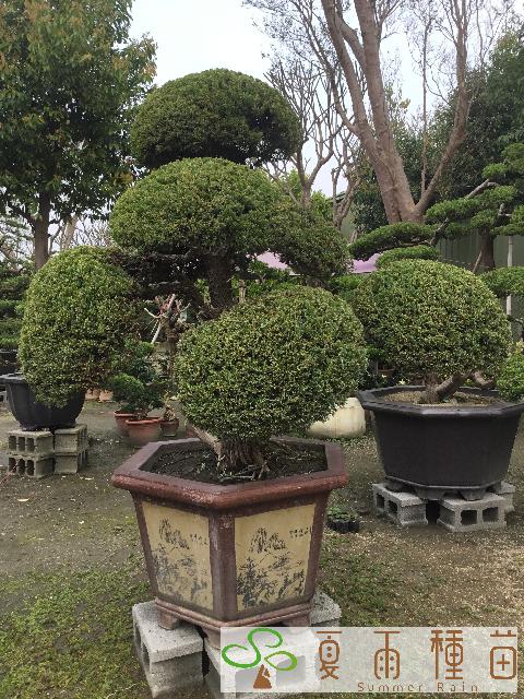 夏雨種苗—真柏