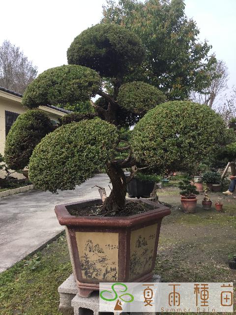 夏雨種苗—真柏