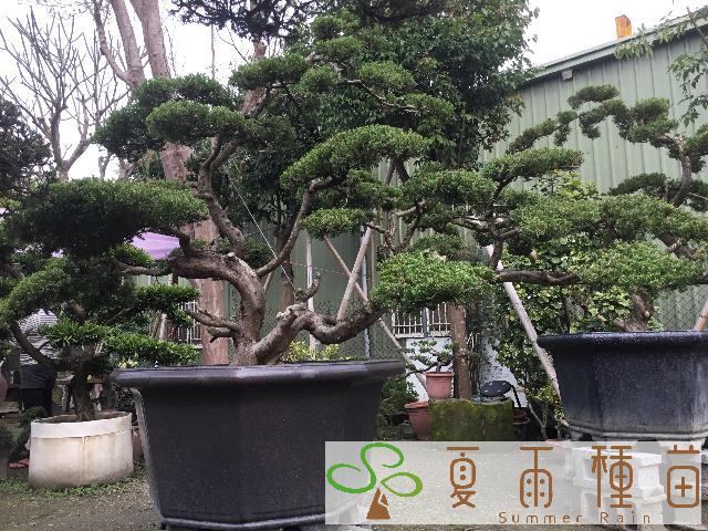 夏雨種苗—真柏