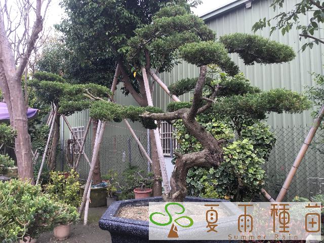 夏雨種苗—真柏