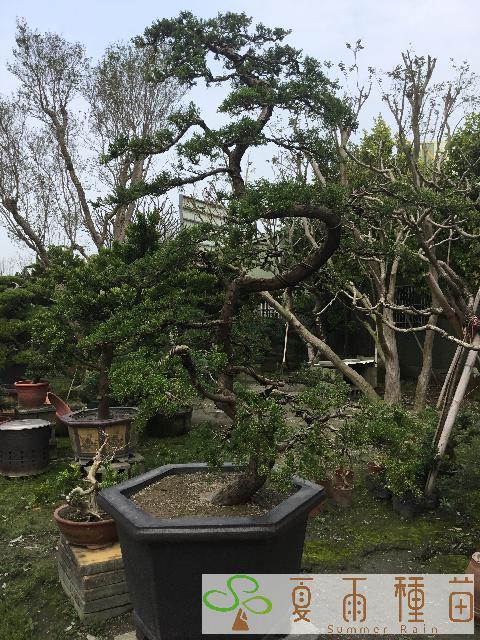 夏雨種苗—真柏