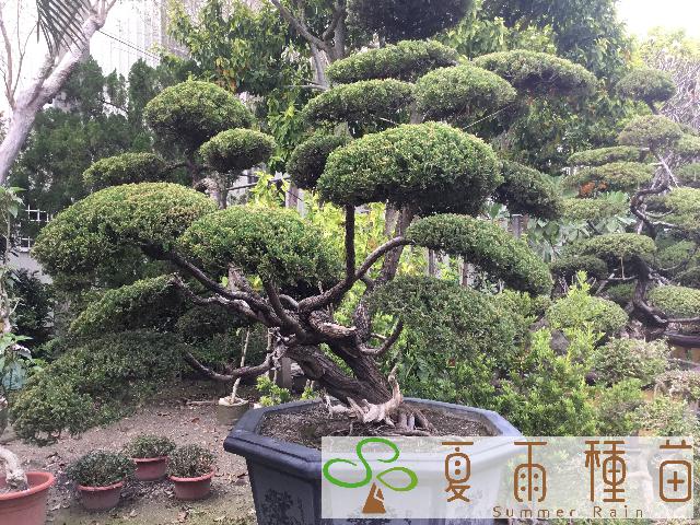 夏雨種苗—真柏