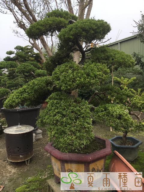 夏雨種苗—真柏