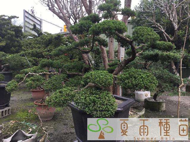 夏雨種苗—真柏