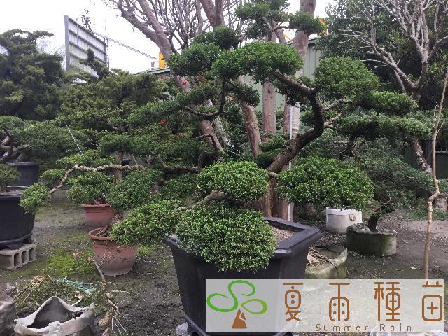 夏雨種苗—真柏