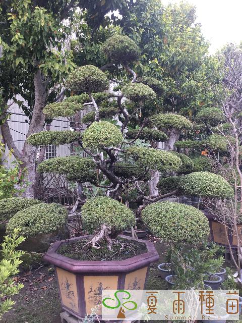 夏雨種苗—真柏