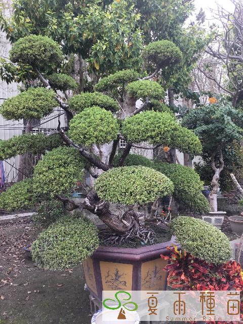 夏雨種苗—真柏