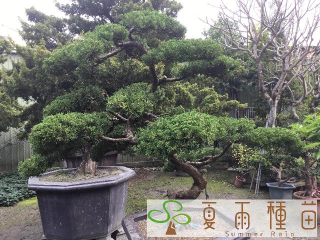 夏雨種苗—真柏