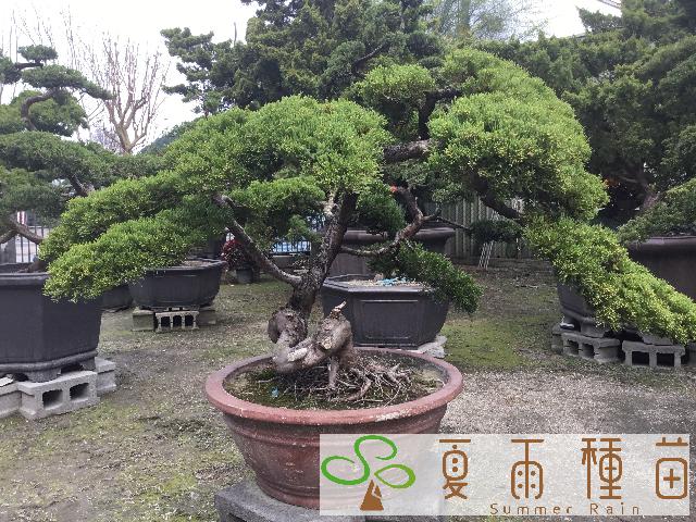 夏雨種苗—真柏